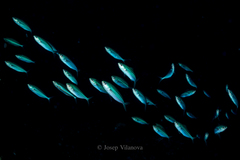 Caesio striata