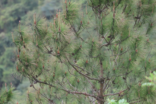 Pinus massoniana, photograph 4
