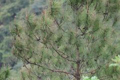 Pinus massoniana, photograph (c) Denys Vynokurov, some rights reserved (CC BY)