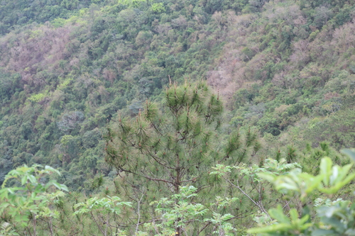 Pinus massoniana, photograph 3