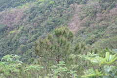 Pinus massoniana, photograph (c) Denys Vynokurov, some rights reserved (CC BY)