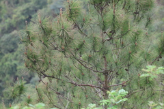 Masson's Pine (Pinus massoniana)