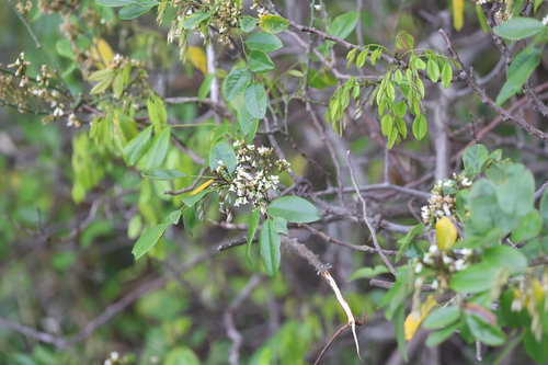 Dalbergia benthamii, photograph 5