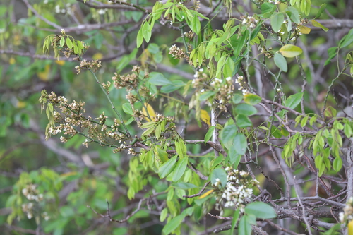 Dalbergia benthamii, photograph 4