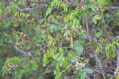 Dalbergia benthamii, photograph (c) Denys Vynokurov, some rights reserved (CC BY)