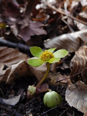 Hacquetia epipactis