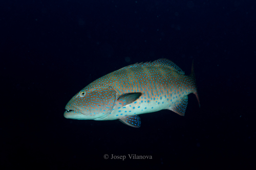 Red Sea Leopard Grouper
