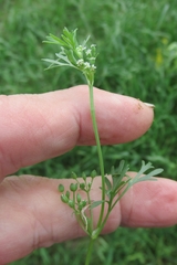 Ammoselinum butleri