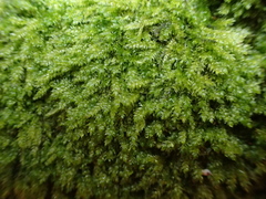 Plagiothecium curvifolium