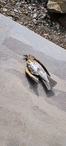 Song Thrush