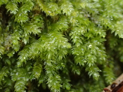 Plagiothecium curvifolium