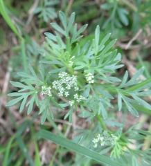 Ammoselinum butleri