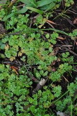 Alchemilla arvensis
