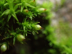 Orthotrichum stramineum