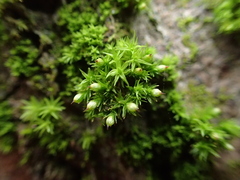 Orthotrichum stramineum