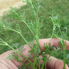 Ammoselinum butleri