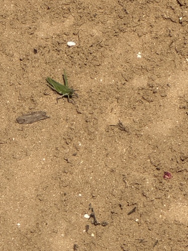 Cone-headed Grasshopper