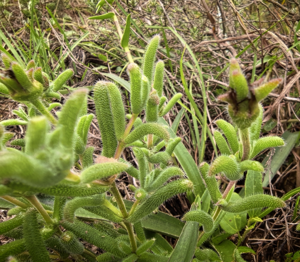 Delosperma neethlingiae; photograph (c) kevin koen, some rights reserved (CC BY-SA)