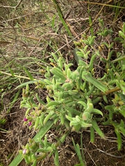 (c) kevin koen, some rights reserved (CC BY-SA) Delosperma neethlingiae, photograph (c) kevin koen, some rights reserved (CC BY-SA)