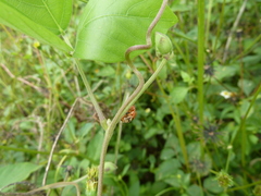 Coccinellidae