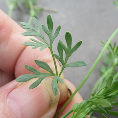 Ammoselinum butleri
