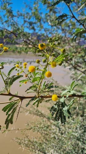 Sweet Thorn