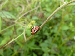Coccinellidae