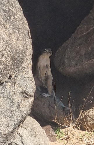 South African Ground Squirrel