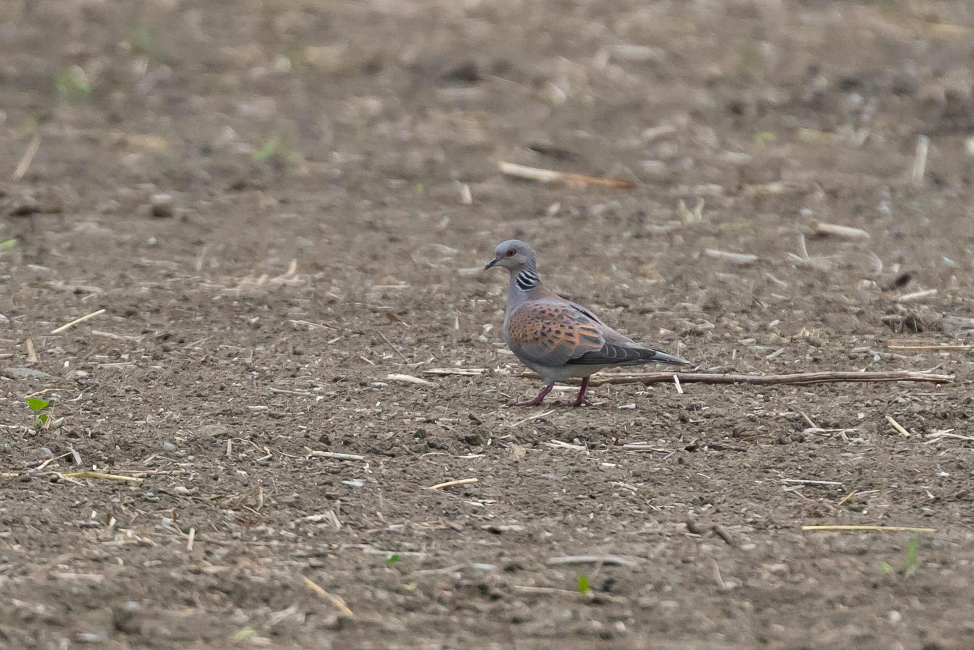European Turtle Dove (Streptopelia turtur), photo 6