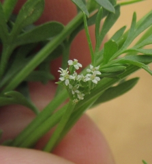 Ammoselinum butleri