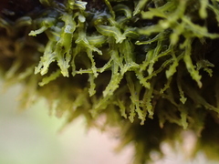Metzgeria consanguinea