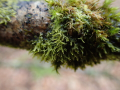Metzgeria consanguinea
