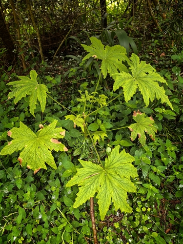 Pelargonium hispidum, photograph 6