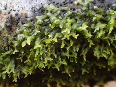 Metzgeria consanguinea