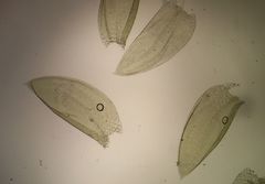 Plagiothecium curvifolium
