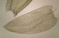 Plagiothecium curvifolium