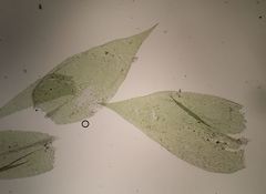 Plagiothecium succulentum