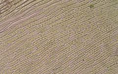 Plagiothecium succulentum