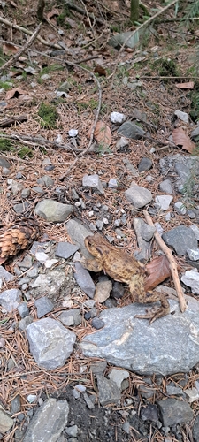 European Toad