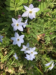 Ipheion