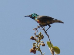 Cinnyris pulchellus pulchellus