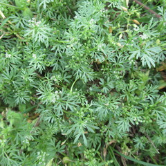 Ammoselinum butleri
