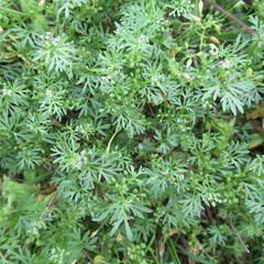 Ammoselinum butleri