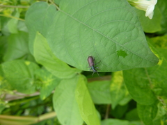 Lagriina