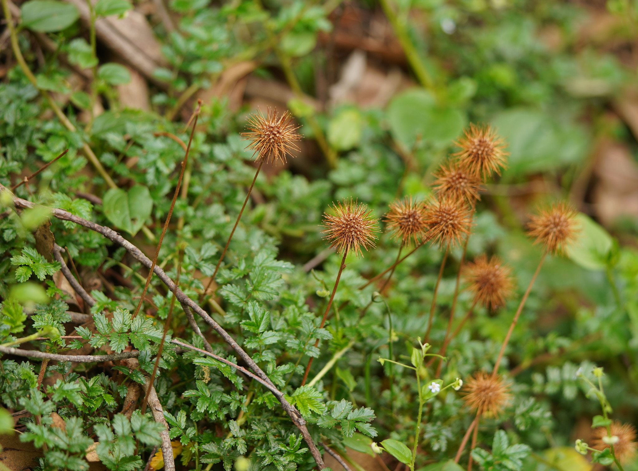 Acaena novae-zelandiae