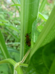 Cantharidae