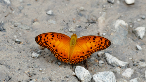 Forest Leopard