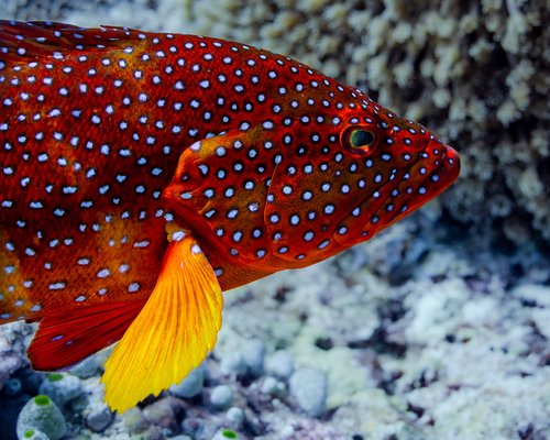 Coral Grouper — seen at this dive site
