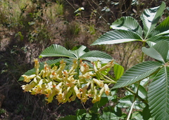 Aesculus pavia flavescens