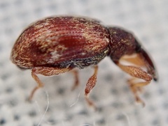 Anthonomus pedicularius